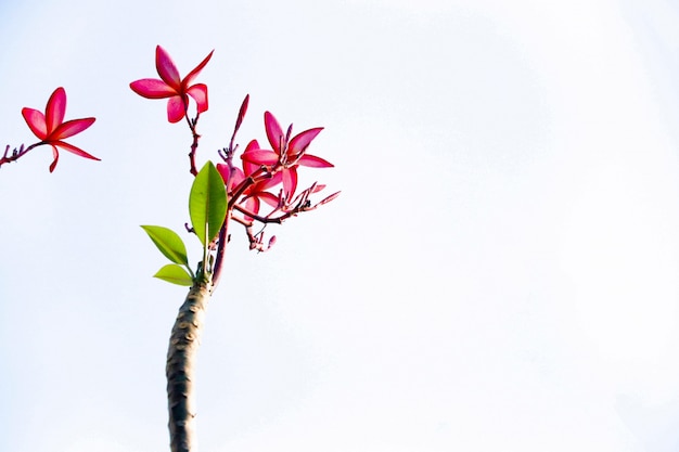 Plumeria flores en rama árbol hermoso en aislado