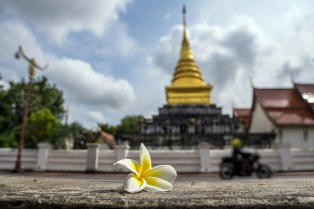 Plumeria flores sobre la foto bluured del templo con el fondo del motorista