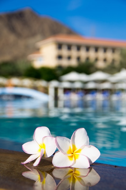 Plumeria de flores tropicales en la piscina