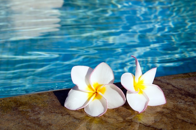 Plumeria de flores tropicales en la piscina