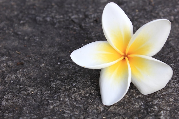 Plumeria flores