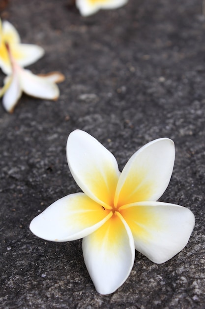 Plumeria flores