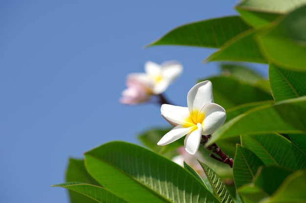 Plumeria flores