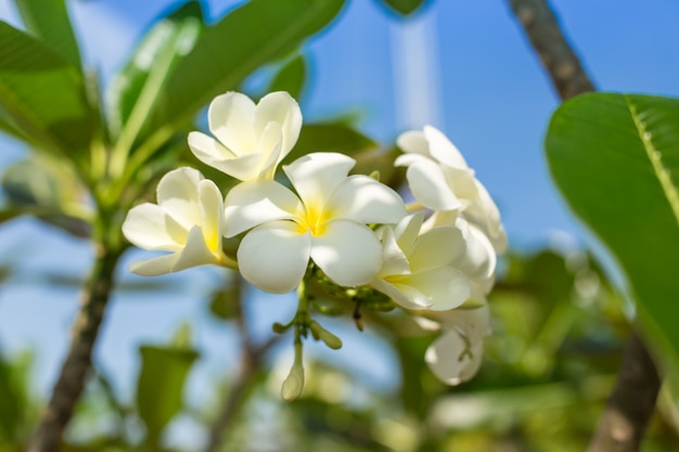 Plumeria flores.