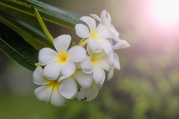 Foto plumeria flowers