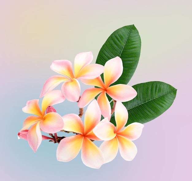 Plumeria frangipani blanca rosada flores aisladas en colores pastel fondo flores de Hawai aspecto y dulce xD