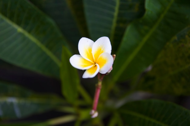 Plumeria (Frangipani) flor en la selva tropical