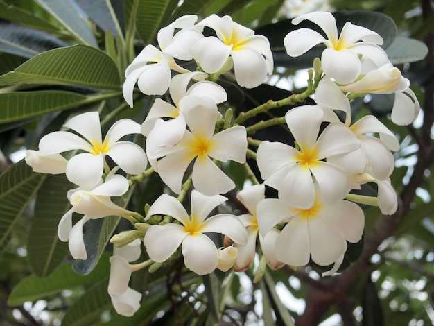 Plumeria (frangipani) flores na árvore