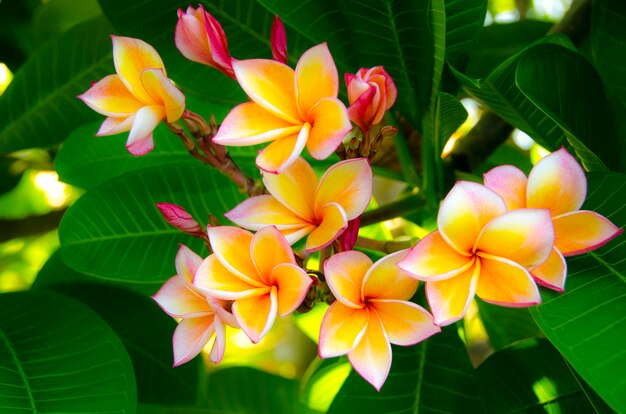 Plumeria (frangipani) flores