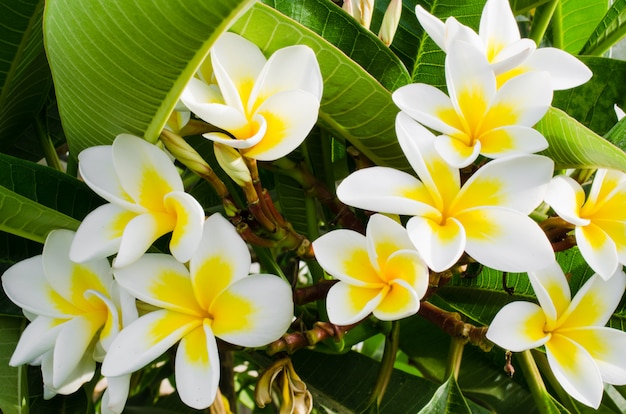 Plumeria frangipani, Plumeria rubra. Planta ornamental con flores blancas y amarillas.