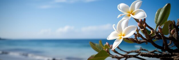 Plumeria Frangipani sobre fondo de cielo azul de playa y mar tropical Tiempo festivo de verano IA generativa
