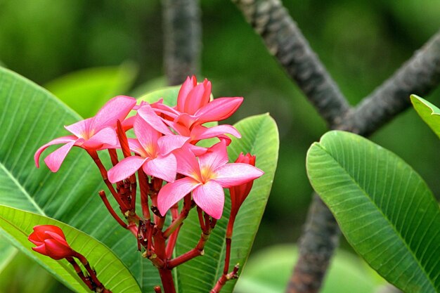 plumeria frangipani