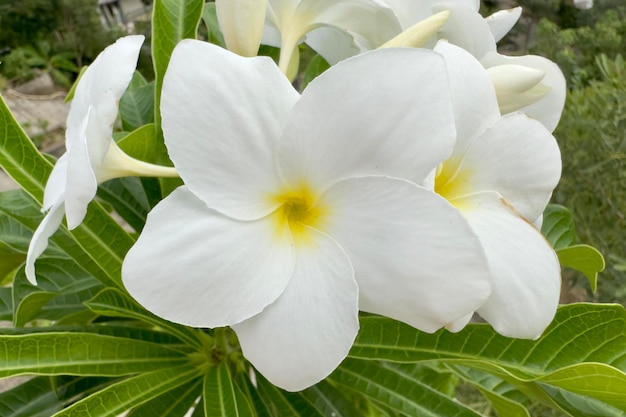 Plumeria Hermosa flor exótica tropical color blanco y amarillo