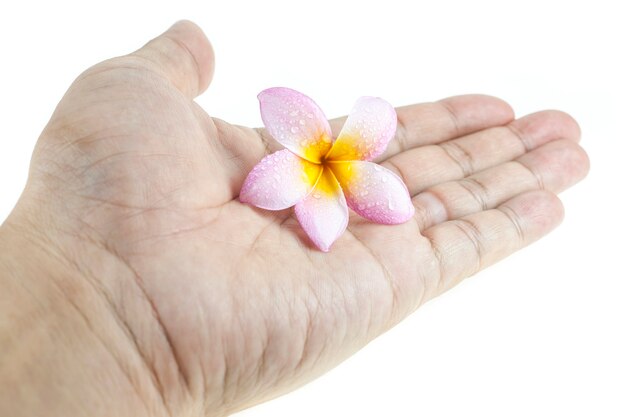 Plumeria in der Hand auf weißem Hintergrund.