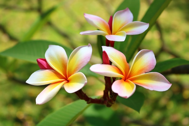 Plumeria en el jardín