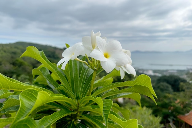 Plumeria Linda flor exótica tropical branca e amarela