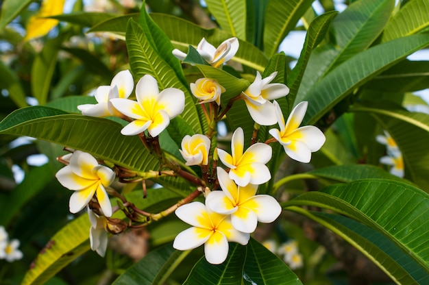 Plumeria linda flores na árvore no parque