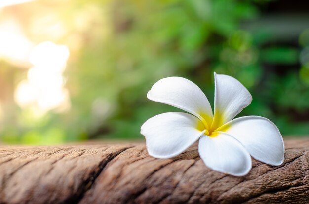 Plumeria na madeira velha