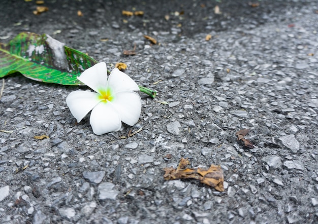 Foto plumeria na rua