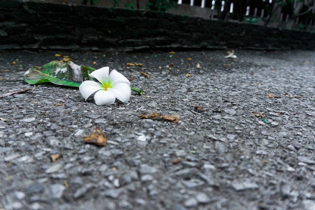 Foto plumeria no chão