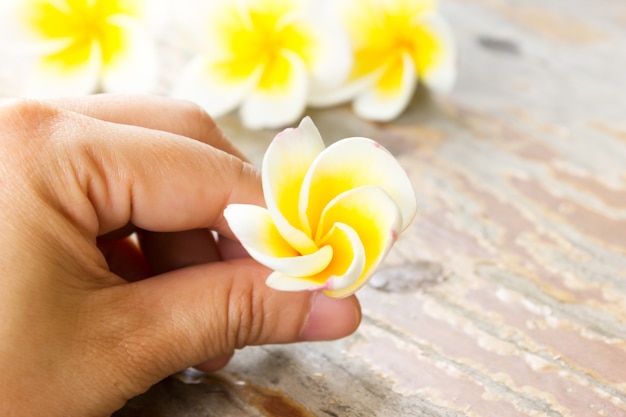 Plumeria o frangipanni florecen en la mano de la mujer.