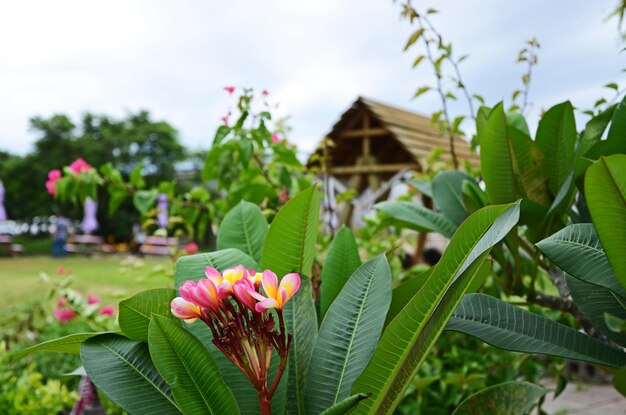 Plumeria obtusa en el jardín