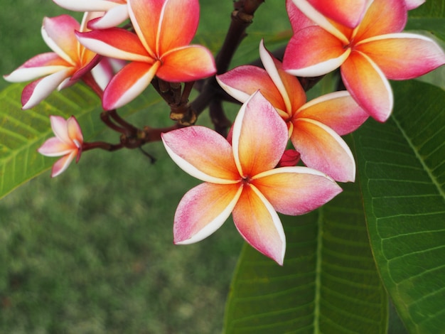 Plumeria- oder Frangipani-Blüten