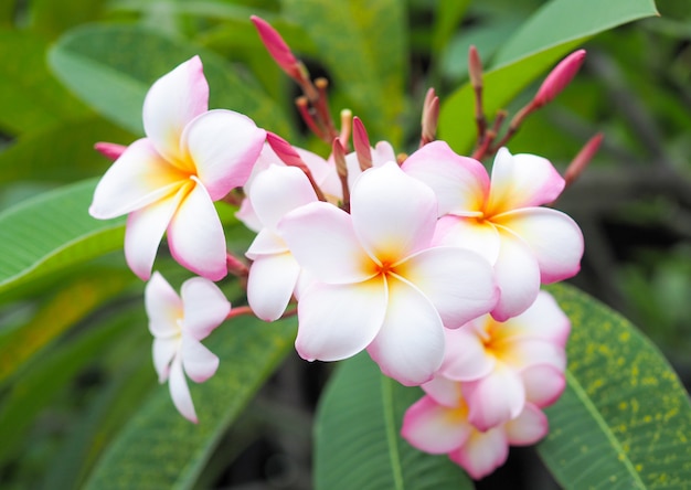 Foto plumeria- oder frangipaniblumen. rosa spa blume.