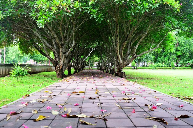 Plumeria oder Templetree Flowers auf dem Boden und Frangipani-Bäume tunneln in Nan Thailand