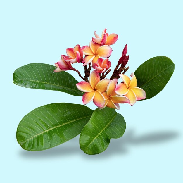 Plumeria oder Tropical Plumeria ist ein Aromatherapie-Spa mit isolierten Blättern in Pastellblau