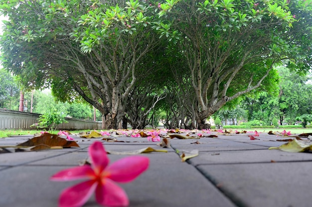 Plumeria ou Templetree Flowers no chão e túnel de árvores Frangipani em Nan Tailândia