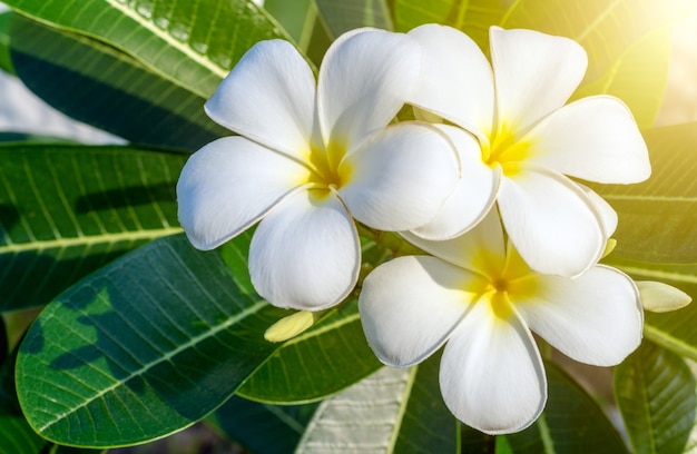 Plumeria en el plumaje en el sol de la mañana.