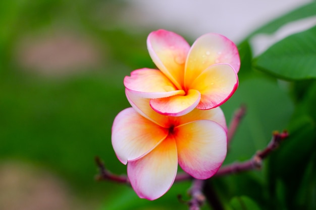 Plumeria rosa en el árbol de Plumeria después de la lluvia