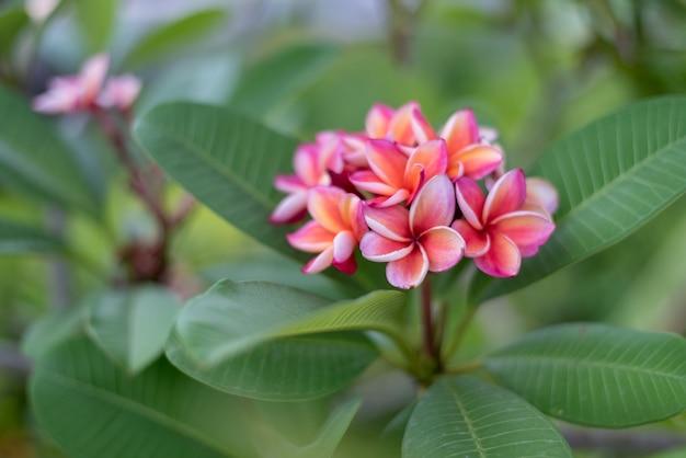 Foto plumeria-rosa auf plumeriagrünblättern