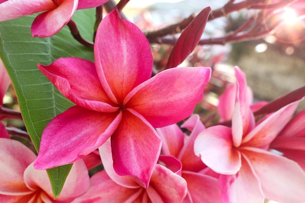 Plumeria rosa florescendo no jardim