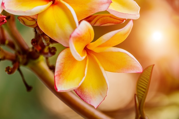 Plumeria rosa na árvore de plumeria no jardim