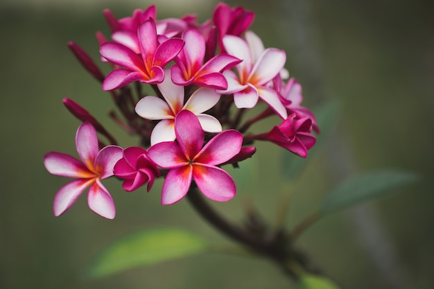 Plumeria rosado en el árbol del plumeria, flores tropicales del frangipani.