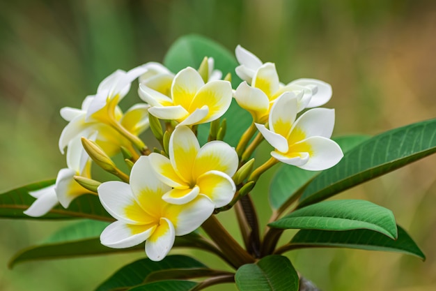 Plumeria rubra blüht das Blühen, mit grünen Blättern