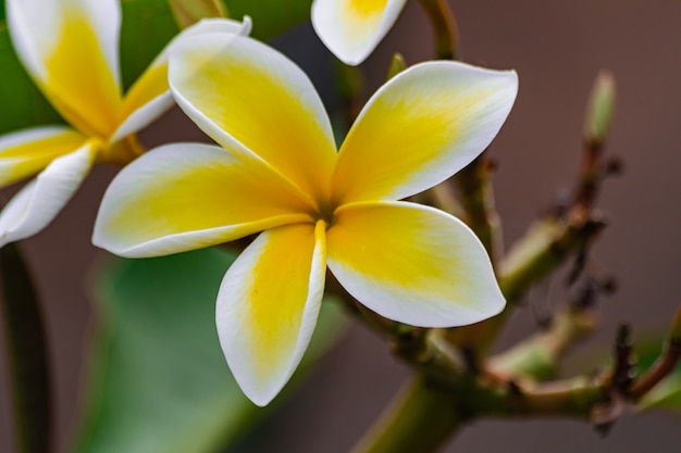 Plumeria rubra Blume blüht