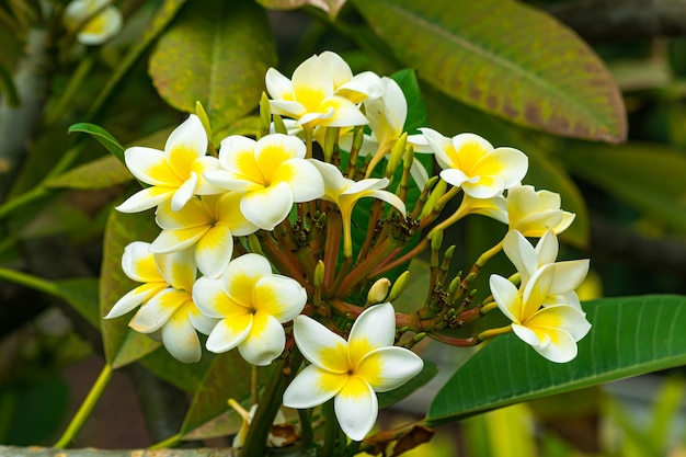 Plumeria rubra flores