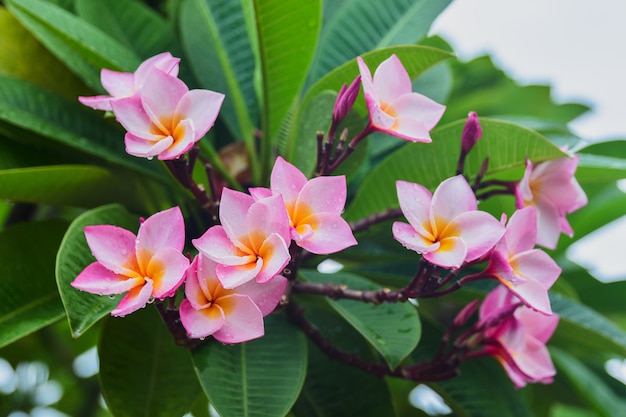 Plumeria Rubra rosa Blume