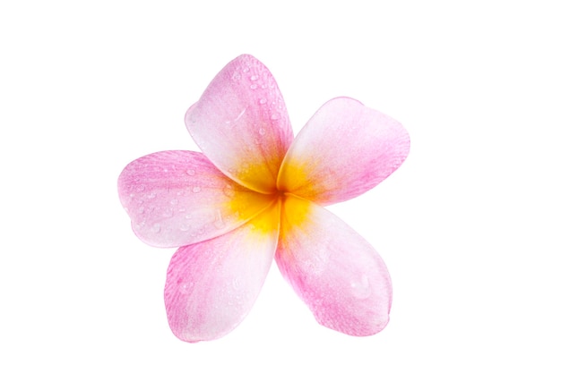 Plumeria sobre fondo blanco.