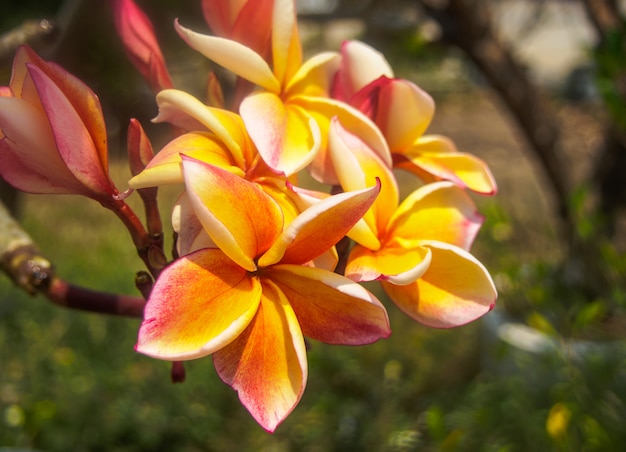 La plumeria sobre fondo de naturaleza.