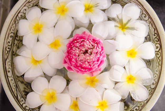 Plumeria spa flores sobre a água com lótus rosa na vista superior, foco em lótus