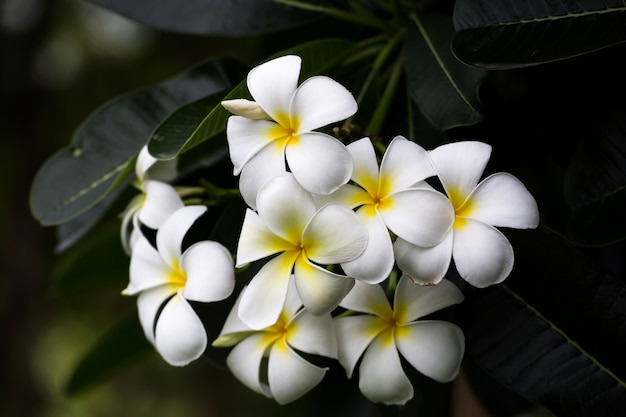 Plumeria Vintage Tone en el árbol plumeria, frangipani flores tropicales