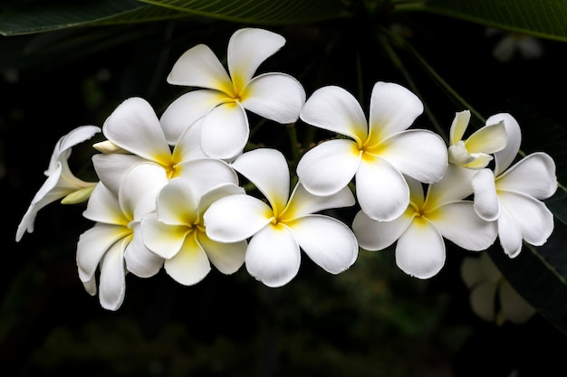 Plumeria-Weinlese-Ton auf dem Plumeriabaum, tropische Blumen des Frangipani