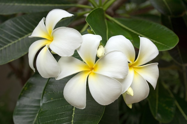 Plumeria