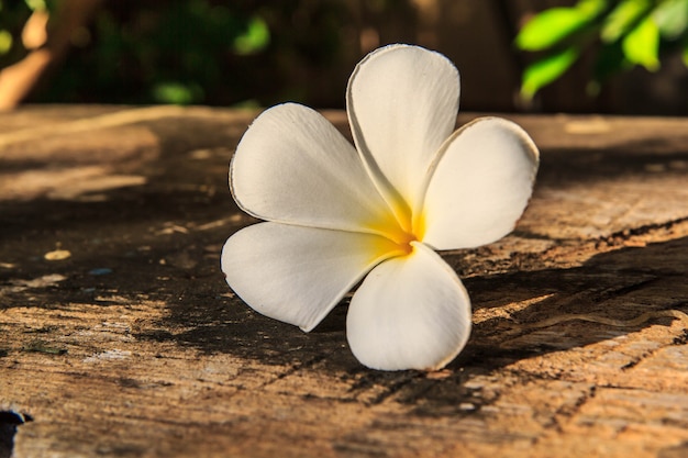 Plumeriablüten weiß natur