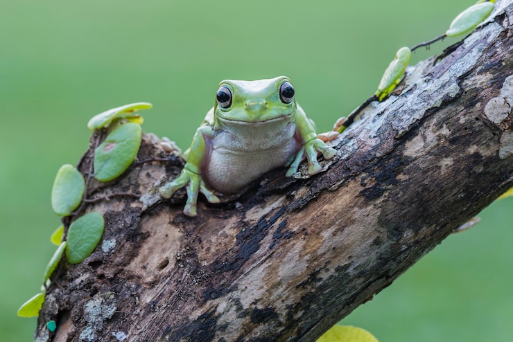 Foto plumper frosch auf blatt im tropischen garten