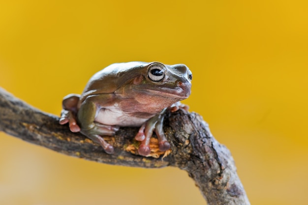 plumper Frosch auf Blatt im tropischen Garten